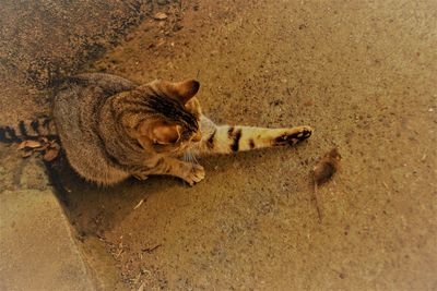 High angle view of cat sleeping