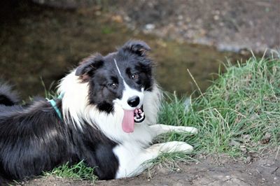 Black dog looking away on field