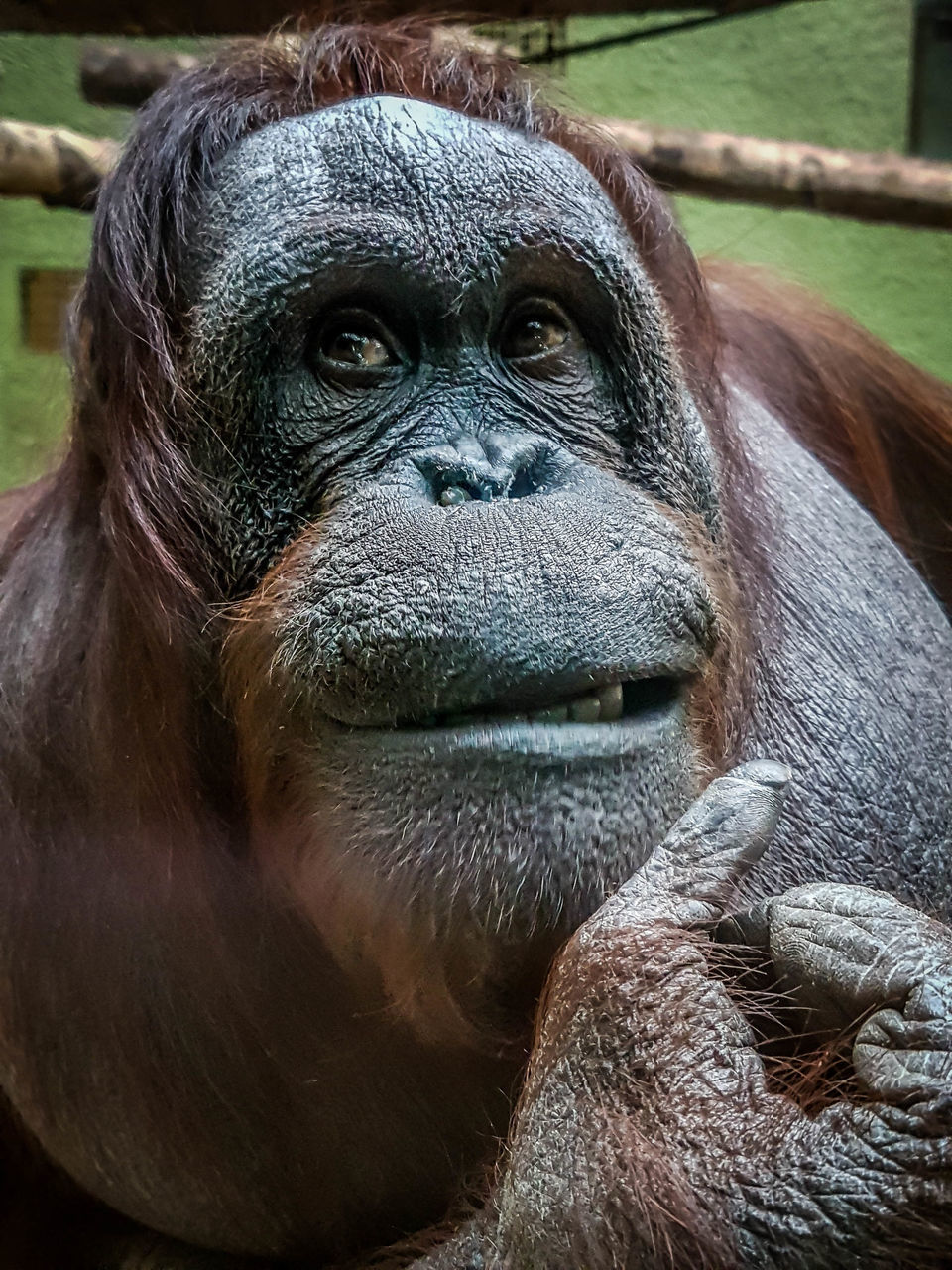 CLOSE-UP PORTRAIT OF MONKEY