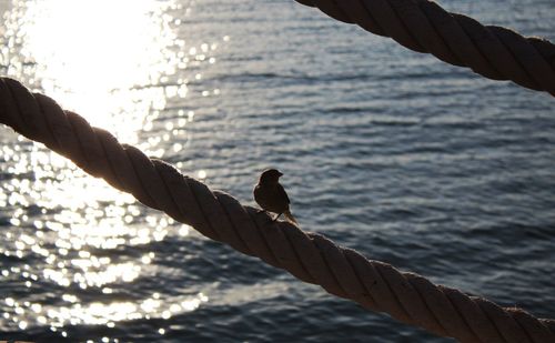 Close-up of lizard on rope against sea