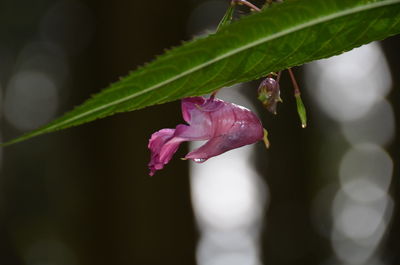 Close-up of pink rose blooming outdoors