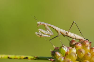 Close-up of praying mantis