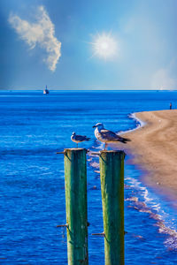 Seagull perching on wooden post in sea against sky