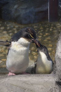 Close-up of penguin