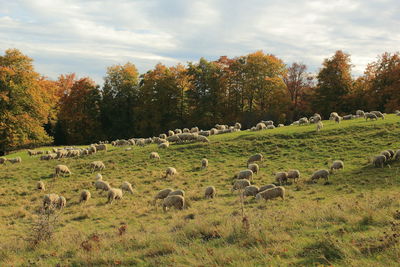 Scenic view of trees on field against sky