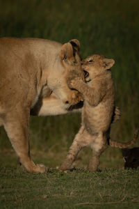 Cub playing with lioness on grass