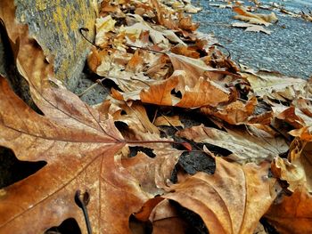 Close-up of autumn leaves on tree