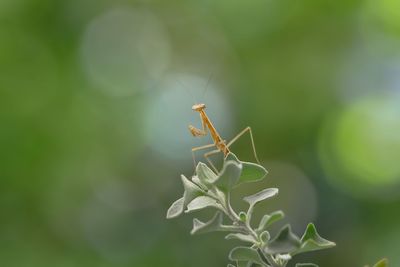 Close-up of insect on plant