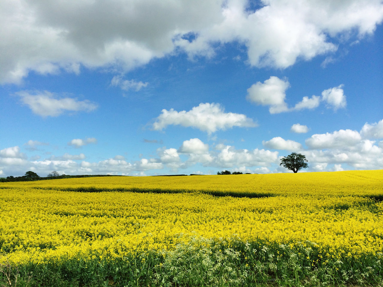 IPS2015Landscape