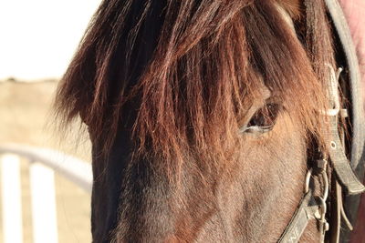 Close-up of a horse