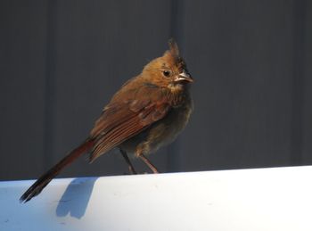 Close-up of bird perching outdoors