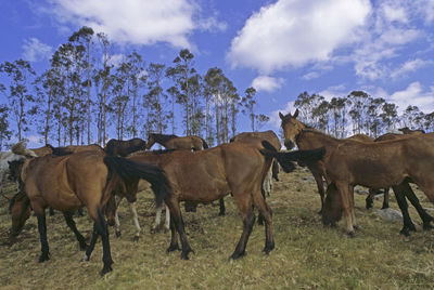 Horses on field against sky