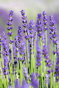 Close-up of lavender  on field