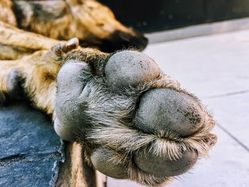 Close-up of rabbit sleeping