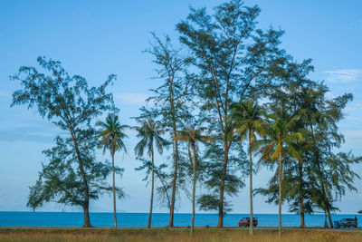 Trees on field against blue sky