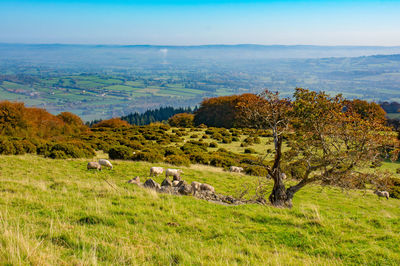 View of sheep grazing in field