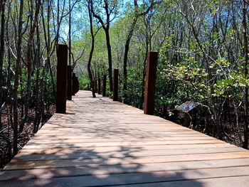 Empty footpath in a forest