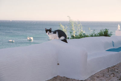 High angle view of a cat