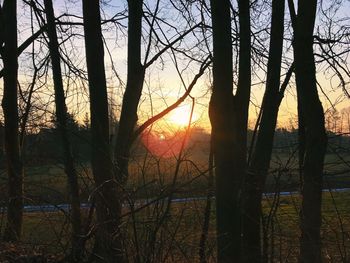 Silhouette of trees in forest