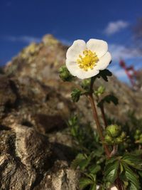 Close-up of flowers blooming against sky