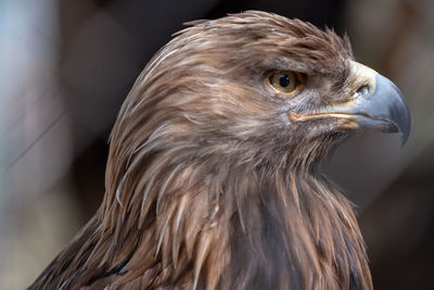 Close-up of a bird looking away