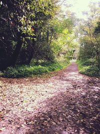 Footpath in forest