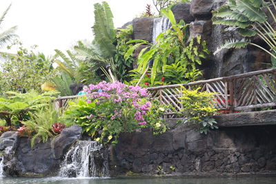 Flowers growing by rock against trees