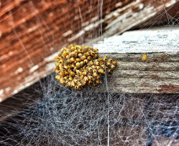 High angle view of yellow flowering plant on wood