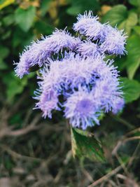 Close-up of purple flowering plant on field
