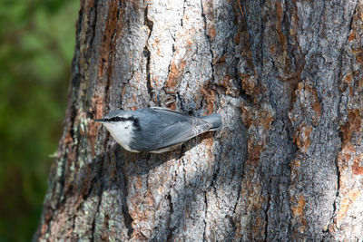 Close-up of a bird perching on tree trunk