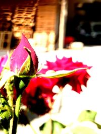 Close-up of red flower