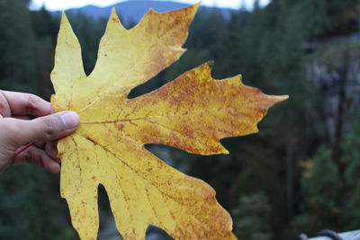 Cropped hand holding autumn leaf
