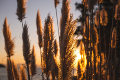 Close-up of stalks in field against sunset sky