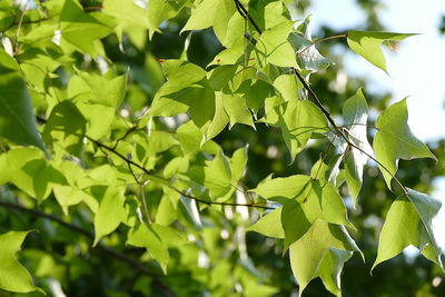 Close-up of green leaves growing on tree