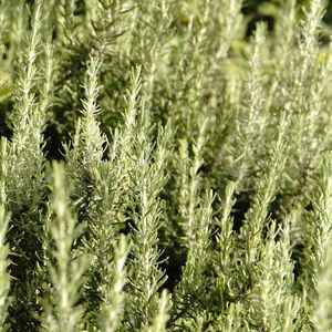 Close-up of plants