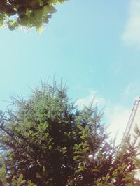 Low angle view of trees against clear sky