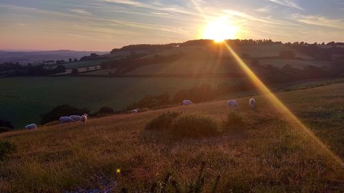 Scenic view of field against sky during sunset