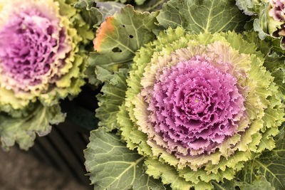 Close-up of purple flowers