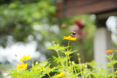 Close-up of yellow flowering plant on land