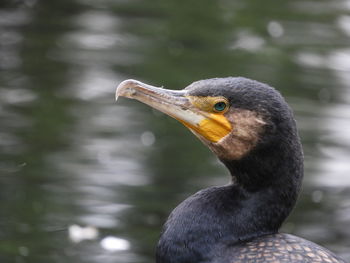 Close-up of duck