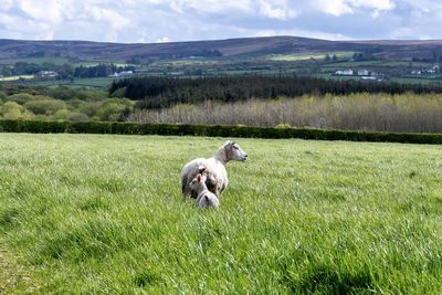 Sheep and lamb standing  in lush green field