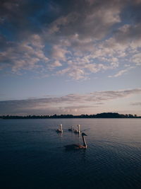 Swans swimming in lake against sky