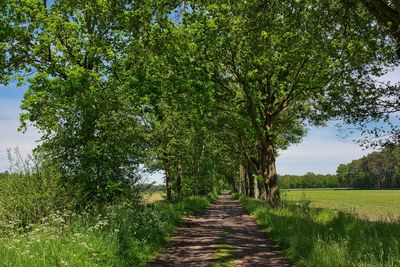 Footpath amidst trees on field against sky