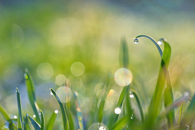 Close-up of wet grass on field