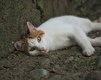 Cat relaxing on bed