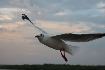 Low angle view of seagull flying in sky