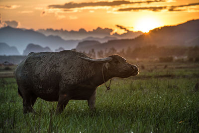 View of horse on field during sunset