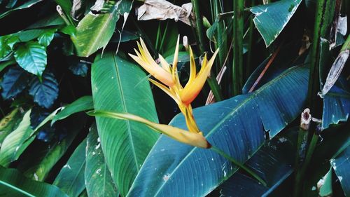 Close-up of plant