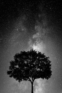 Low angle view of tree against sky at night