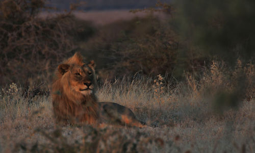 Lion against plants